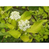 GRDplanten Cornus alba - Kornoelje, Witte Kornoelje 60- 80 cm in pot