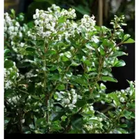 GRDplanten Escallonia hybr. 'Iveyi' - Escallonia 50- 60 cm in pot