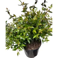 GRDplanten Abelia grand. 'Prostrata' - Abelia Grandiflora 'Prostrata' 25- 30 cm in pot