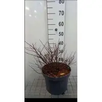 GRDplanten Spiraea bet. 'Tor Gold' - Spierstruik , Sneeuwspirea 40- 50 cm in pot