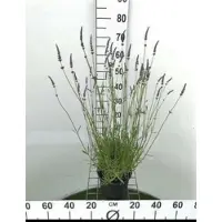 GRDplanten Lavandula int. 'Grosso' - Lavandin, Lavendel In pot 3 liter
