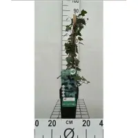 GRDplanten Hedera helix - Gewone Klimop50-60 cm | pot