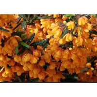 GRDplanten Berberis lin. 'Orange King' - Zuurbes 40- 50 cm in pot
