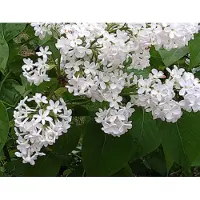 GRDplanten Syringa vulg. 'Mme Lemoine' - Gewone Sering , Vaak Ook Verkeerdelijk Jasmijn Genoemd 50- 60 cm in pot