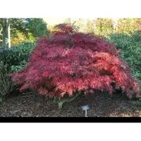 GRDplanten 1 x Acer palm. 'Garnet' ('dissect. garnet') - Japanse Esdoorn 'Garnet' 60- 80 cm in pot