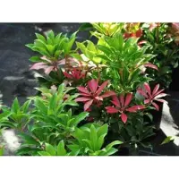 GRDplanten Pieris jap. 'Mountain Fire' - Rotsheide 'Mountain Fire' , Lavendelheide 20- 30 cm in pot
