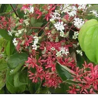GRDplanten Heptacodium miconioides - Zevenzonenboom 60- 80 cm in pot