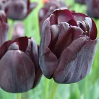 QFB Gardening Tulp Paul Scherer | 10 stuks | Zwart | Paars | Tulpenbollen