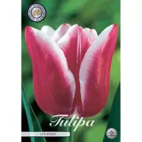 Sam van Schooten Leo Visser Triumph Tulpenbollen Bolmaat 12+ 10 Bloembollen