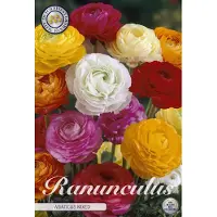 Sam van Schooten Asiaticus Mixed Ranunculus 10 bollen bolmaat 6/7