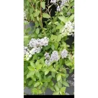 GRDplanten 2 x Ceanothus del. 'Gloire de Versailles' - Amerikaanse Sering , Sikkelbloem 40- 50 cm in pot