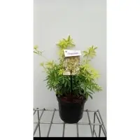 GRDplanten Choisya tern. 'Goldfingers' ('limo') - Mexicaanse Oranjebloesem 25- 30 cm in pot