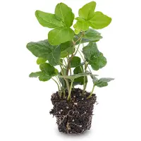 Urbanjngl Hedera helix - Ø 7 cm