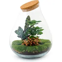 Urbanjngl DIY Terrarium - Druppel XL Rood - ↕ 37 cm