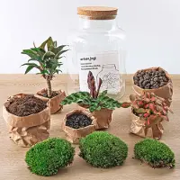 Urbanjngl Planten terrarium DIY - Milky Palm - ↑ 30 cm - Ecosysteem plant - Planten in fles - Mini ecosysteem plant - Kamerplanten - DIY planten terrarium - Mini ecosysteem