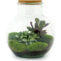 Urbanjngl Terrarium - Teddy - ↑ 26,5 cm - Ecosysteem plant - Kamerplanten - DIY planten terrarium - Mini ecosysteem