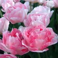 QFB Gardening Tulp Angélique | 10 stuks | Dubbel laat | Roze | Tulpenbollen