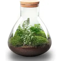 Urbanjngl Terrarium - Sam XL - ↑ 35 cm - Ecosysteem plant - Kamerplanten - DIY planten terrarium - Mini ecosysteem - Inclusief hark + schep