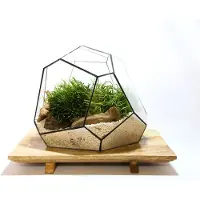 Urbanjngl Geometric Terrarium - Torno - Vivarium - ↑ 28 x 26 x 24 cm (LxWxH) - Glass | Florazo