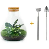 Urbanjngl Terrarium - Sammie - ↑ 26 cm - Ecosysteem plant - Kamerplanten - DIY planten terrarium - Mini ecosysteem