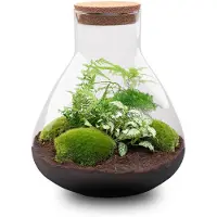 Urbanjngl Sam XL Green - DIY Planten terrarium - Ecosysteem plant - Ø 30 cm ↑ 32 cm