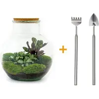 Everspring Terrarium - Teddy - ↑ 26,5 cm - Ecosysteem plant - Kamerplanten - DIY planten terrarium - Mini ecosysteem + Hark + Schep