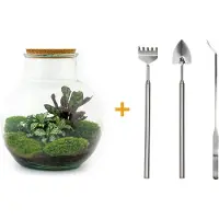 Urbanjngl Terrarium - Teddy - ↑ 26,5 cm - Ecosysteem plant - Kamerplanten - DIY planten terrarium - Mini ecosysteem + Hark + Schep + Pincet
