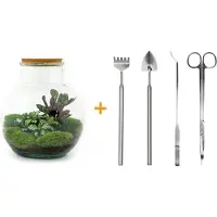 Everspring Terrarium - Teddy - ↑ 30 cm - Ecosysteem plant - Kamerplanten - DIY planten terrarium - Mini ecosysteem + Hark + Schep + Pincet + Schaar