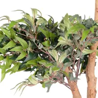 UNUS Kunstplant Ficus Ruscus 150 cm met echte houten stam, kamerplant met natuurlijke houten stam