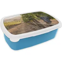MuchoWow Broodtrommel Blauw - Lunchbox Druiven - Wijngaard - Zonlicht - Brooddoos 18x12x6 cm - Brood lunch box - Broodtrommels voor kinderen en volwassenen