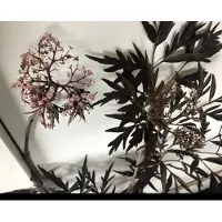 GRDplanten Sambucus nigra 'Black Lace' ( 'eva') - Rode Peterselievlier 60- 80 cm in pot