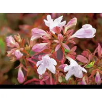 GRDplanten Abelia grand. 'Sunshine Daydream' - Abelia 25- 30 cm in pot