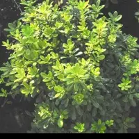 GRDplanten Pittosporum tob. 'Nanum' - Australische Laurier 25- 30 cm in pot