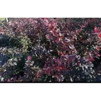 GRDplanten Berberis thunb. 'Atropurpurea' - Japanse Zuurbes , Rode Japanse Zuurbes 30- 40 cm in pot
