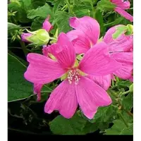 GRDplanten Lavatera hybr. 'Burgundy Wine' - Malvastruik, Struikmalva, 25- 30 cm in pot