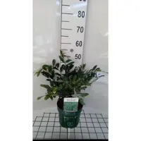 GRDplanten 2 x Distylium myr. 'Blue Cascade' - Distylium 30- 40 cm in pot
