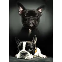 Procos fleece deken Honden - 100 x 140 cm
