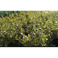 GRDplanten 2 x Euonymus fort. 'Em. 'n Gold' - Kardinaalshoed, Kardinaalsmuts , 20- 30 cm in pot