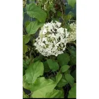 GRDplanten Hydrangea arb. 'Annabelle' - Annabelle, Sneeuwbal Hortensia 60- 80 cm in pot