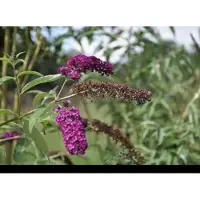 GRDplanten 2 x Buddleja dav. 'Royal Red' - Vlinderstruik 60- 80 cm in pot