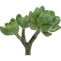 Viana Succulent Echeveria kunstgroen H15cm