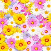 Papstar 20 x Papieren tafel servetten 33cm Daisies mix 3-laags FSC Ecolabel Milieuvriendelijk bbq | picknick | feest |