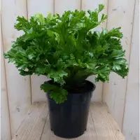 Warentuin Collection Varen Groene Krisby nestvaren Asplenium