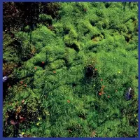 Konkurrent Matthias Puech - Mt. Hadamard National Park (LP) (Coloured Vinyl)