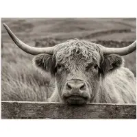 PosterMonkey Poster 120x90 cm - Schotse hooglander - Zwart - Wit - Hout - Posters - Kamer decoratie - Wanddecoratie woonkamer - Muurdecoratie slaapkamer
