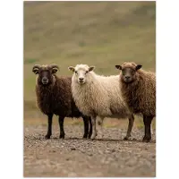 PosterMonkey Poster 120x160 cm - Schapen - Bruin - Wit - Grindpad - Posters - Kamer decoratie - Wanddecoratie woonkamer - Muurdecoratie slaapkamer XXL