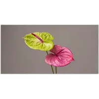 PosterMonkey Poster 160x80 cm - Planten - Anthurium - Groen - Roze - Posters - Kamer decoratie - Wanddecoratie woonkamer - Muurdecoratie slaapkamer