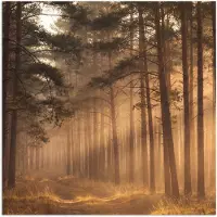 PosterMonkey Poster 100x100 cm - Bos - Mist - Zonlicht - Posters - Kamer decoratie - Wanddecoratie woonkamer - Muurdecoratie slaapkamer XXL