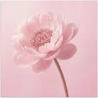 PosterMonkey Poster 75x75 cm - Bloem - Pioenroos - Roze - Posters - Kamer decoratie - Wanddecoratie woonkamer - Muurdecoratie slaapkamer
