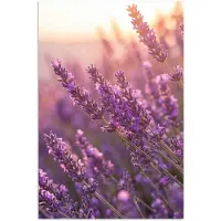 PosterMonkey Poster 120x180 cm - Lavendel - Paars - Zonlicht - Posters - Kamer decoratie - Wanddecoratie woonkamer - Muurdecoratie slaapkamer XXL